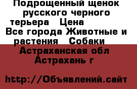 Подрощенный щенок русского черного терьера › Цена ­ 35 000 - Все города Животные и растения » Собаки   . Астраханская обл.,Астрахань г.